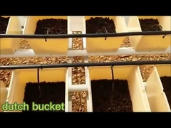 Niederländischer Eimer und vertikales wachsendes System Aquaponics für Gemüse/Tomate