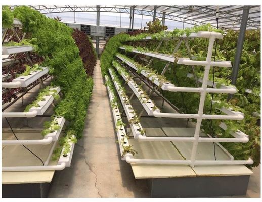 LED-Hydroponisches System mit automatischer Bewässerung